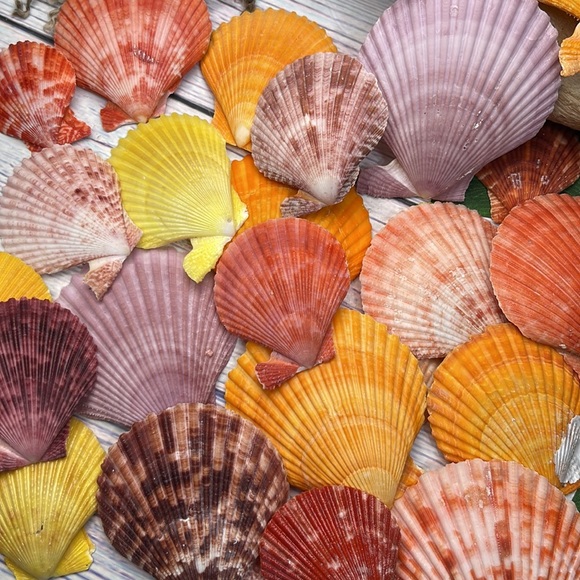 Gorgeous Lot of Colorful Unique Scallop Shells DIY Crafting Collecting Bundle - Picture 6 of 12